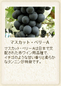 �}�X�J�b�g�E�x���[A