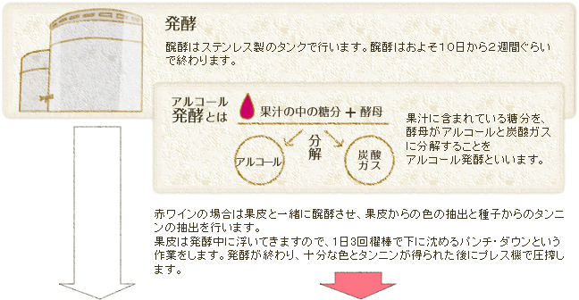 ���y�̓X�e�����X���̃^���N�ōs���܂��B���y�͂��悻�P�O������Q�T�Ԃ��炢�ŏI���܂��B�ԃ��C���̏ꍇ�͉ʔ�ƈꏏ�ɔ��y�����A�ʔ炩��̐F�̒��o�Ǝ�q����̃^���j���̒��o���s���܂��B�ʔ�͔��y���ɕ����Ă��܂��̂ŁA1��3��D�_�ŉ��ɒ��߂�p���`�E�_�E���Ƃ�����Ƃ����܂��B���y���I���A�\���ȐF�ƃ^���j��������ꂽ��Ƀv���X�@�ň���܂��B